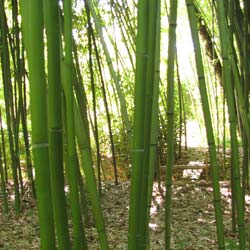 Phyllostachys rubromarginata